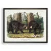 Audubon Woodland Bears Framed Art Print