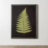 Black Fern IV Framed Art Print