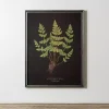 Black Fern V Framed Art Print