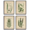 Fern Illustrations Framed Art Prints, Set of 4