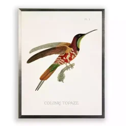 Hummingbird I Framed Art Print