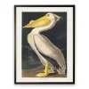Vintage American White Pelican Framed Art Print