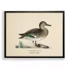 Vintage Common Teal Duck Framed Art Print