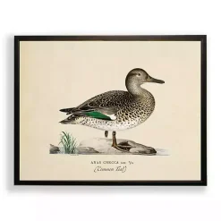 Vintage Common Teal Duck Framed Art Print