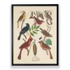 Vintage Finch Birds Framed Art Print