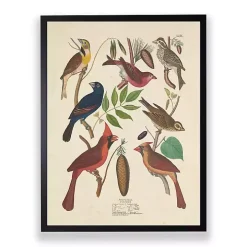 Vintage Finch Birds Framed Art Print