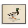 Vintage Male Mallard Duck Framed Art Print