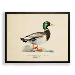Vintage Male Mallard Duck Framed Art Print