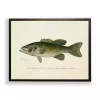 Vintage Small Mouthed Bass Framed Art Print
