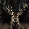 Young Buck Giclee Canvas Art Print, 30x30 in.