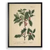 Antique Christmas Holly Framed Art Print