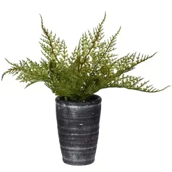 Asparagus Fern in Tall Black Planter