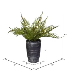 Asparagus Fern in Tall Black Planter
