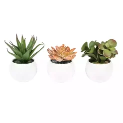 Assorted Succulents in White Planters, Set of 3