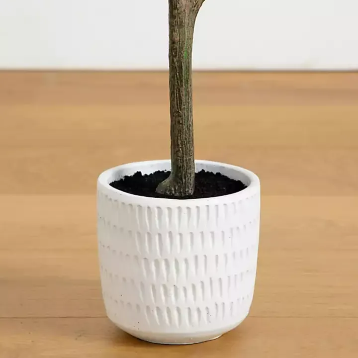 Autumn Birch Tree in Decorative Planter, 4 ft.