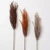Autumn Feather Grass Stems, Set of 3