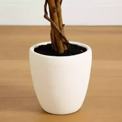 Autumn Maple Double Trunk Tree, 5 ft.