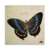 Blue Vintage Butterfly Canvas Art Print
