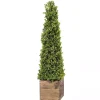 Boxwood Obelisk in Wood Planter, 36 in.