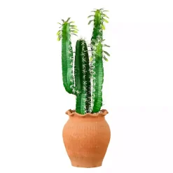 Cactus in Terracotta Planter