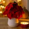 Christmas Poinsettia Arrangement