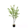 Douban Tree in Black Pot, 5 ft.