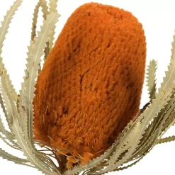 Fall Dried Jumbo Banksia Stems, Set of 3