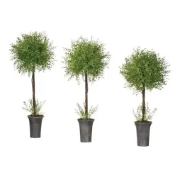 Feather Fern Topiaries, Set of 3