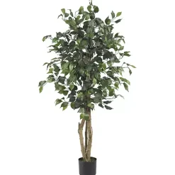 Ficus Silk Tree, 4 ft.