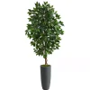 Ficus Tree in Gray Oblong Planter, 60 in.