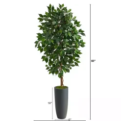 Ficus Tree in Gray Oblong Planter, 60 in.