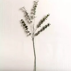Frosted Spiral Eucalyptus Stem