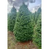7 ft. Fresh Cut Balsam-Fraser Fir Christmas Tree