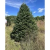 7 ft. Fresh Cut Canadian Fraser Fir Christmas Tree