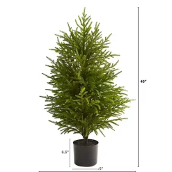 3 ft. Norfolk Island Pine Potted Christmas Tree
