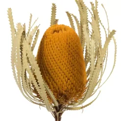 Gold Dried Jumbo Banksia Stems, Set of 3