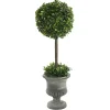 Gray Boxwood Pedestal Urn Topiary, 2 ft.