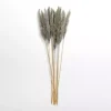 Gray Pampas Bundle