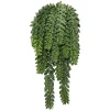 Green Donkey's Tail Bush