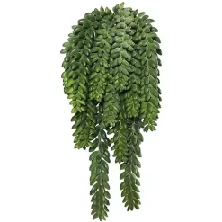 Green Donkey's Tail Bush