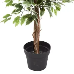 Green Ficus Potted Tree, 73 in.