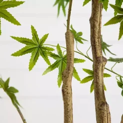 Green Maple Tree in White Planter