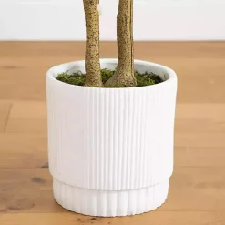 Green Maple Tree in White Planter