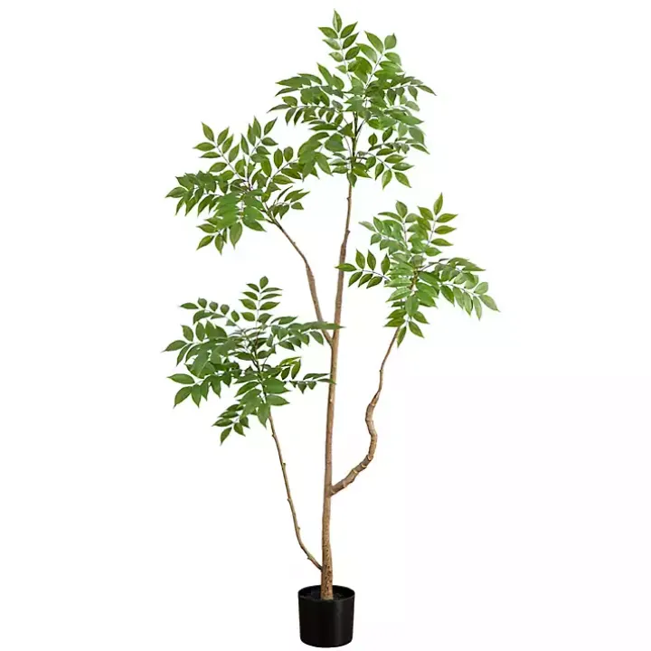 Green Pieris Tree in Black Planter