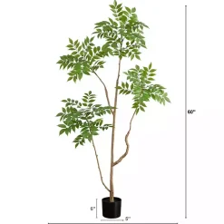 Green Pieris Tree in Black Planter