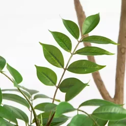 Green Pieris Tree in Black Planter