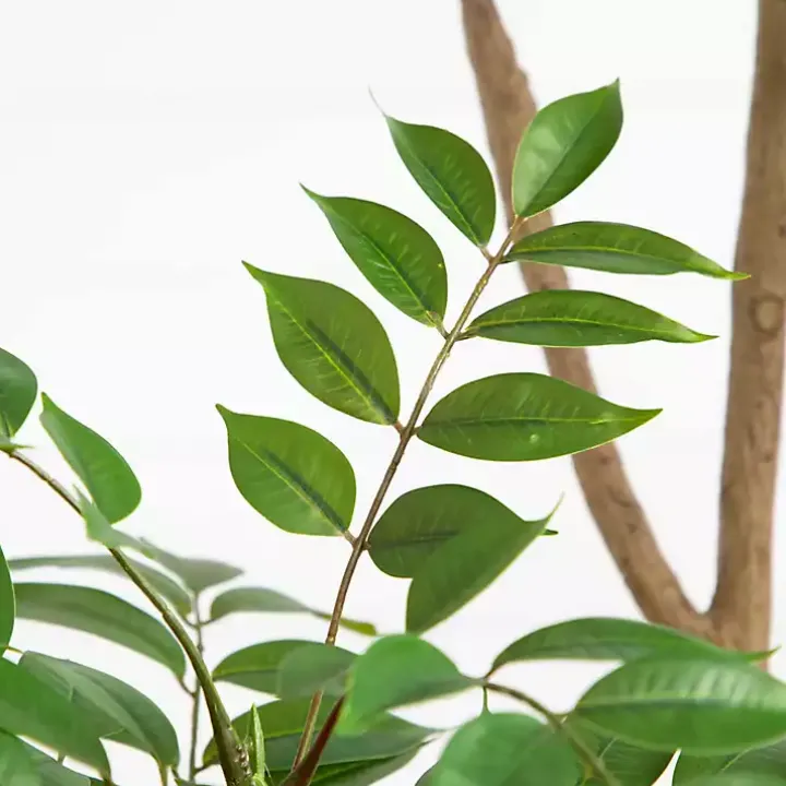 Green Pieris Tree in Black Planter