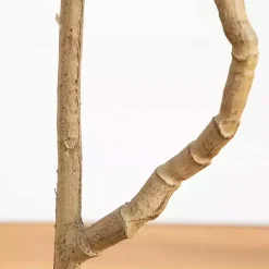 Green Pieris Tree in Black Planter