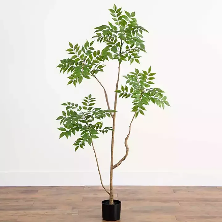 Green Pieris Tree in Black Planter