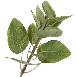 Green Potted Cotinus Coggygria Tree, 4 ft.